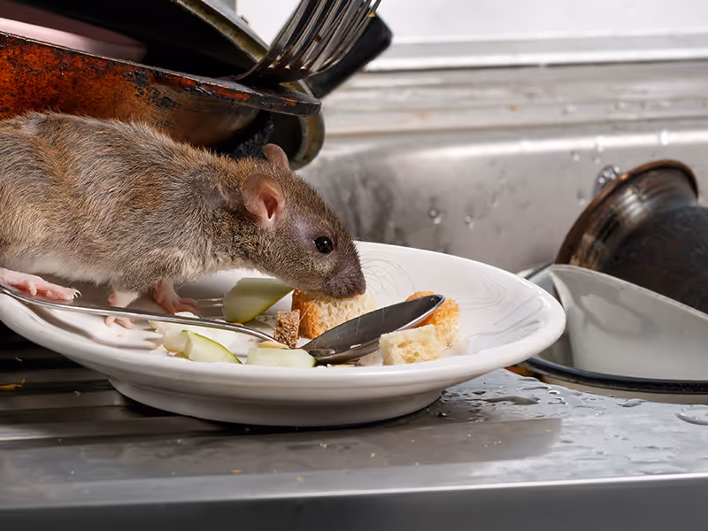 rodent eating off a plate