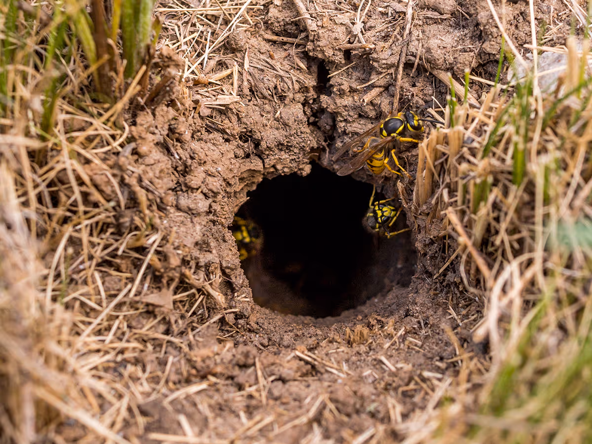 hole in a lawn