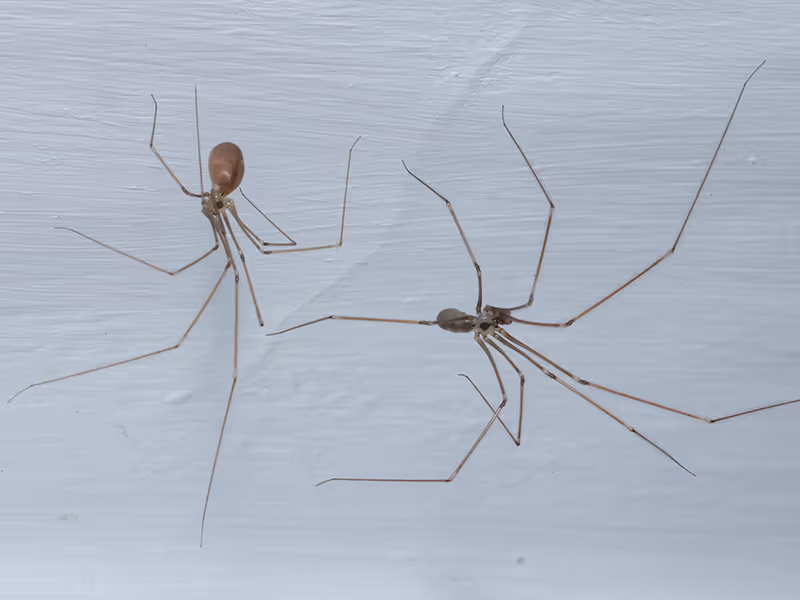 daddy long leg spiders on web