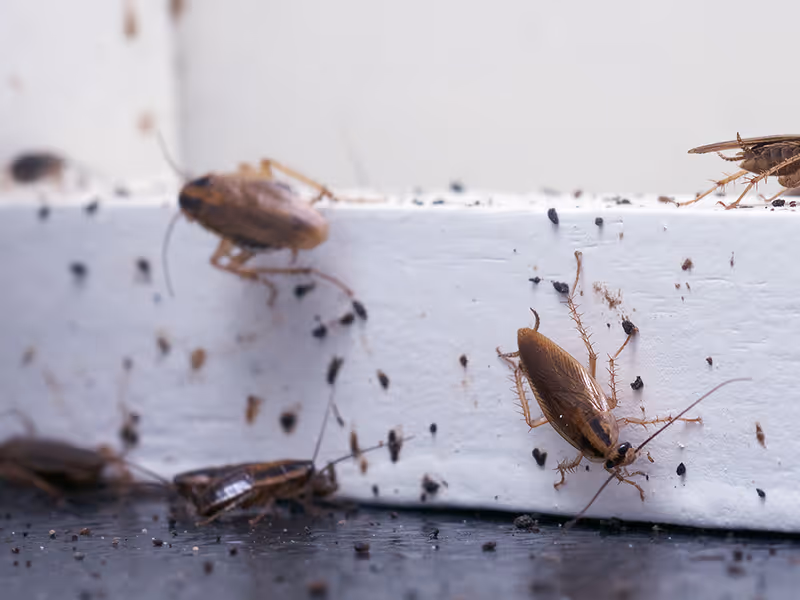 cockroaches on counter