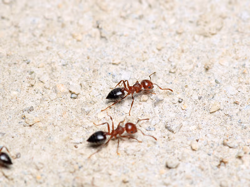 ants on the ground