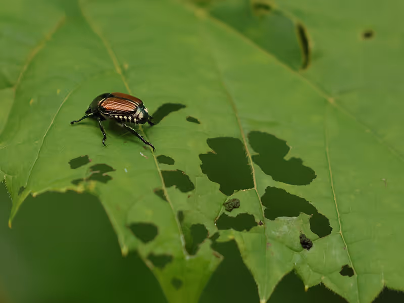 japanese beetles on a leaf
