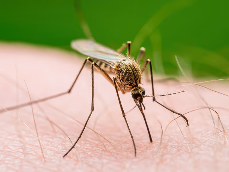 mosquito biting a hand