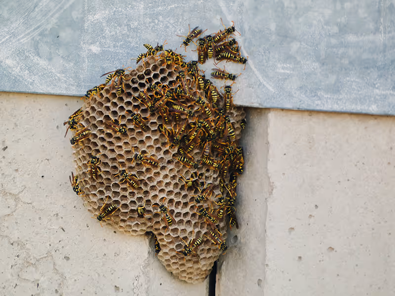 stinging insects nest on side of home