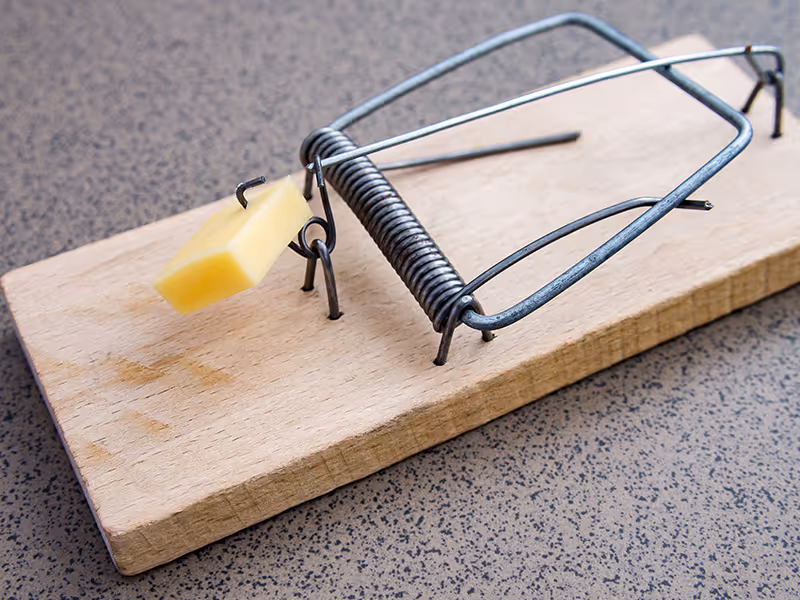 mouse trap