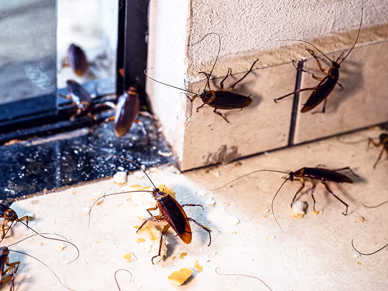 cockroach in a window