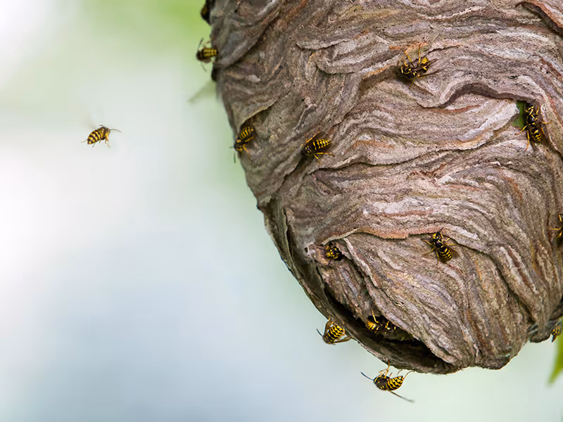 wasp nest