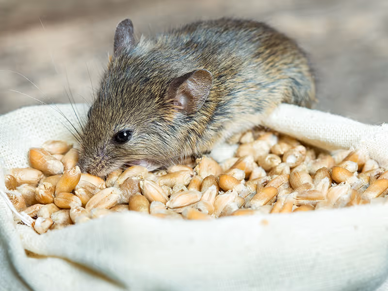 mouse eating dried corn