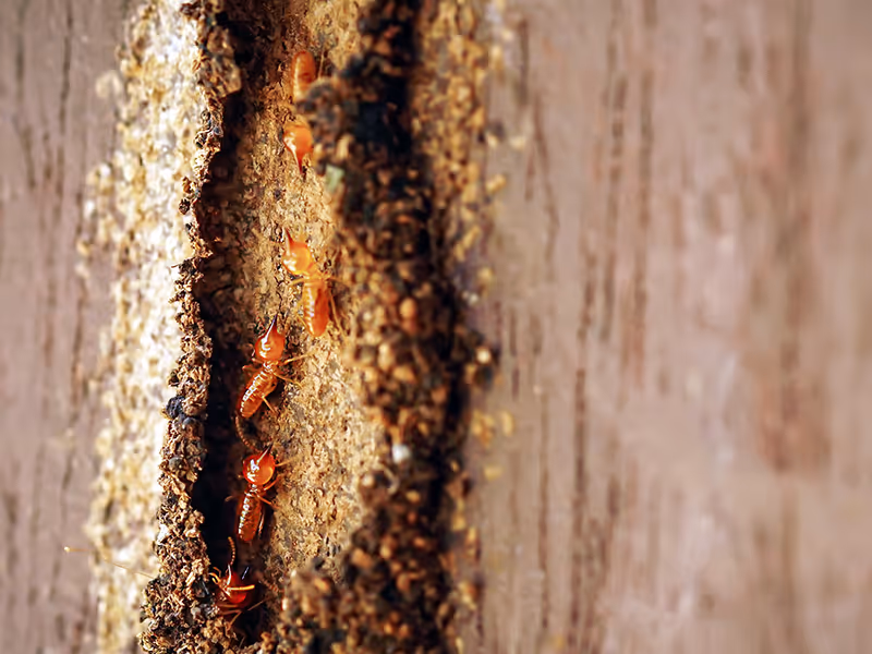 termites eating wood