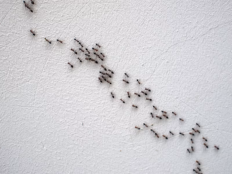 trail of ants on countertop