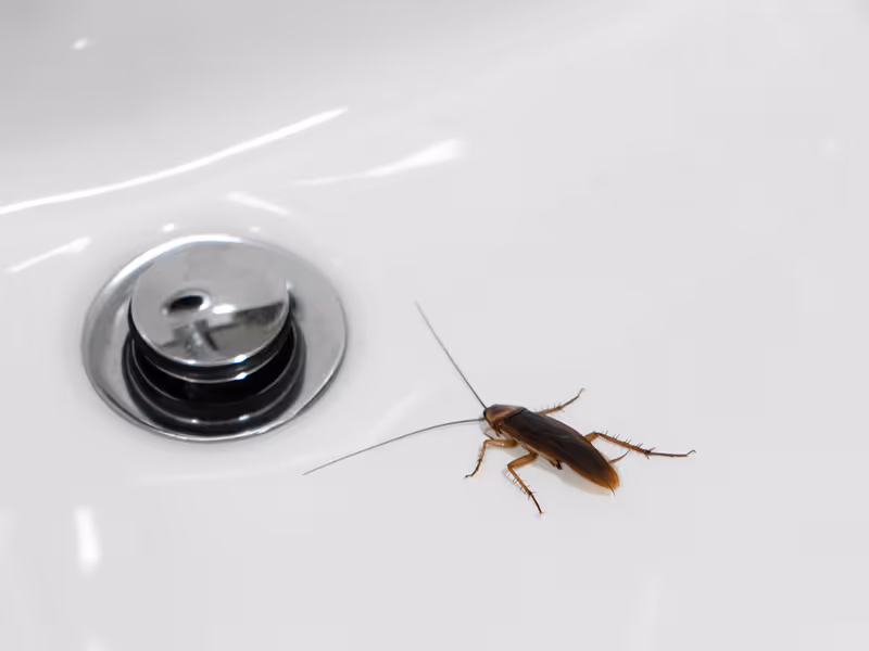 roach in bathroom sink