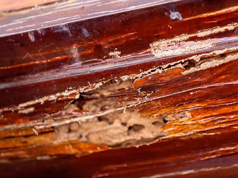 drywood termite damage
