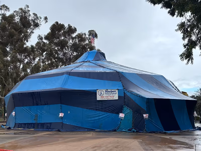 whole house fumigation