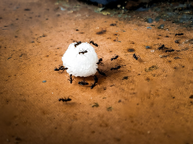 ants eating sugar