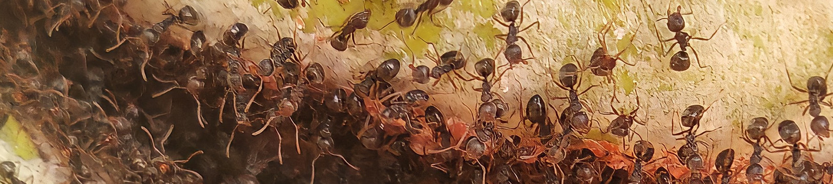 ants eating fruit
