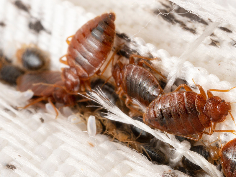 bed bugs on a mattress