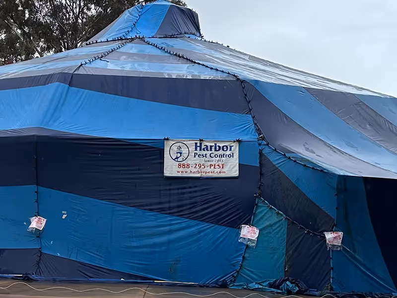 commercial fumigation in process