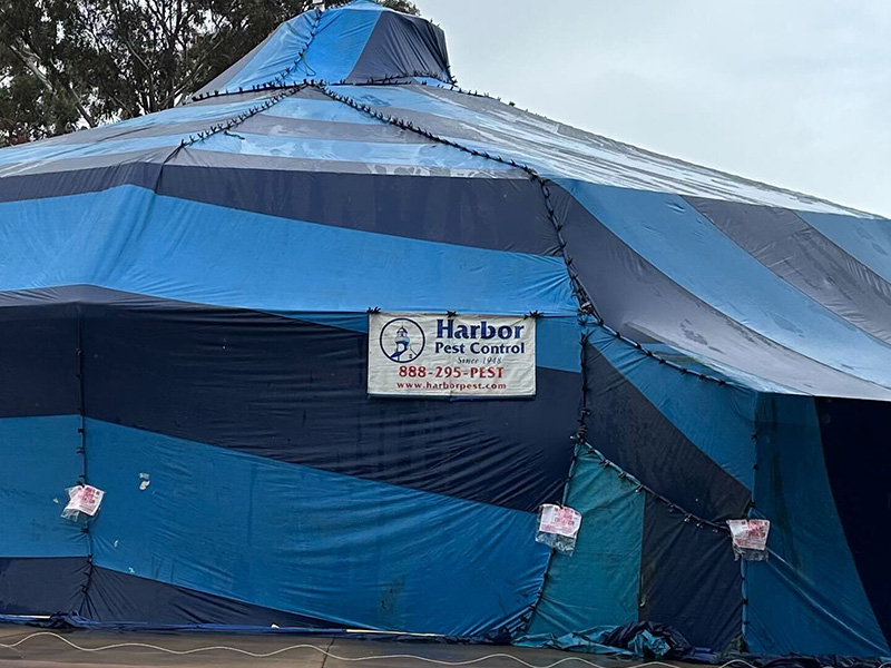 commercial fumigation in process