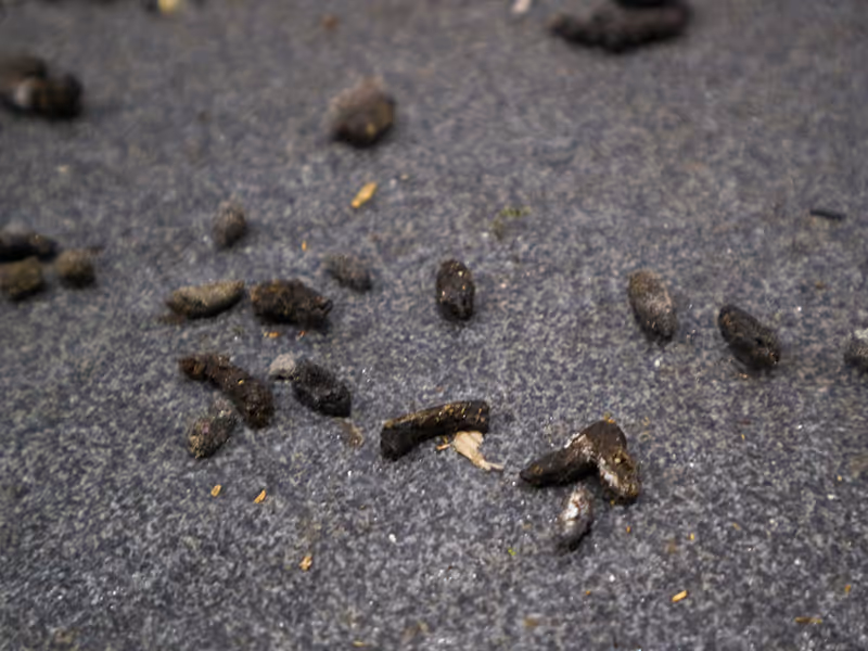 rodent droppings on the ground