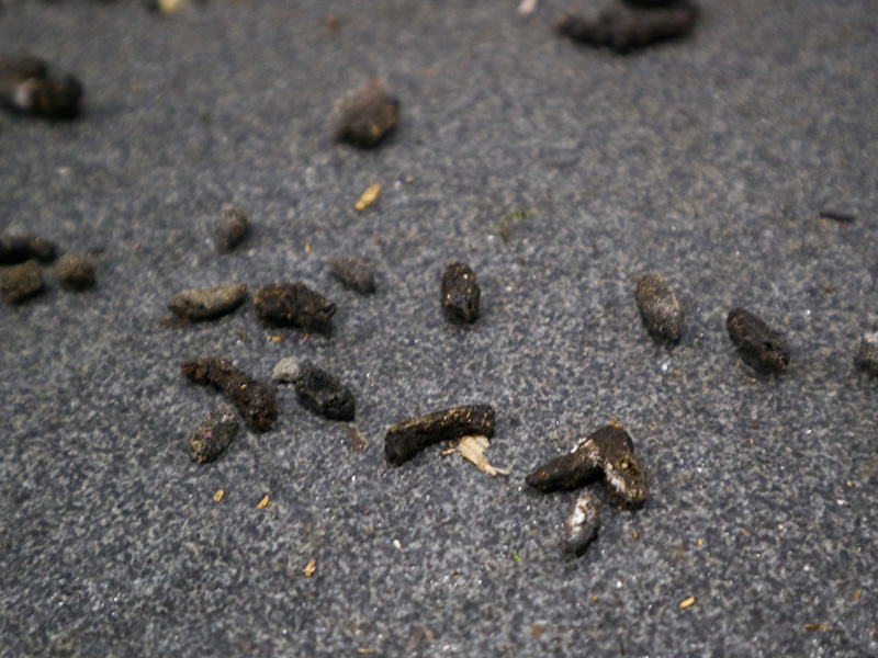 rodent droppings on the ground