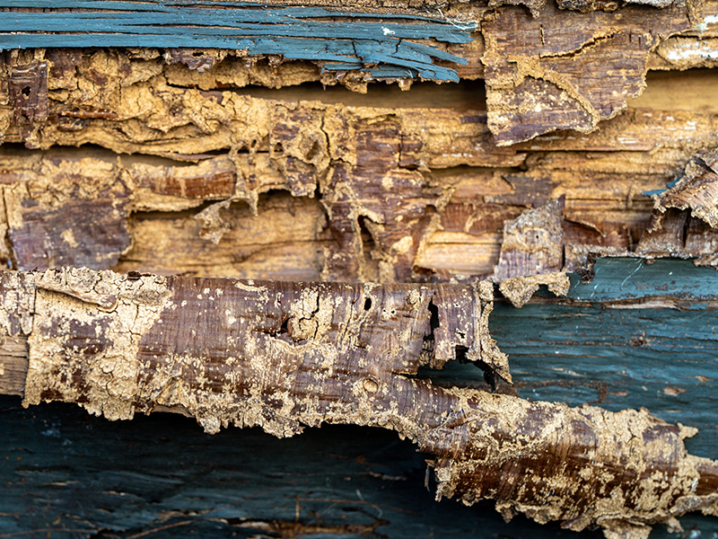 wood damaged by termites in san diego home