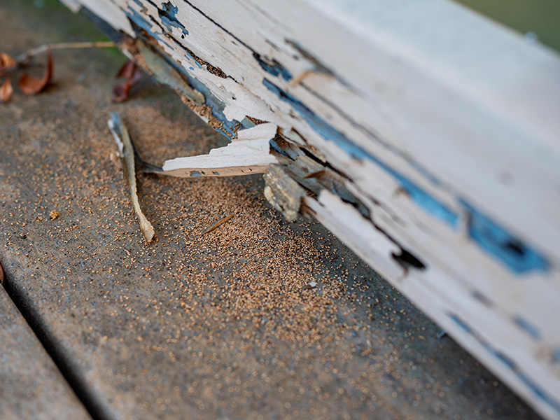 termite damaged wood and frass on floor