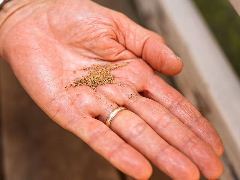person holding termite frass