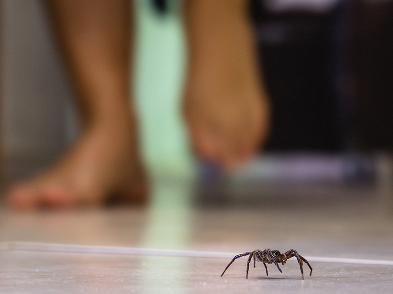 spider on the floor