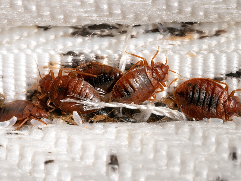 bed bug infestation on mattress