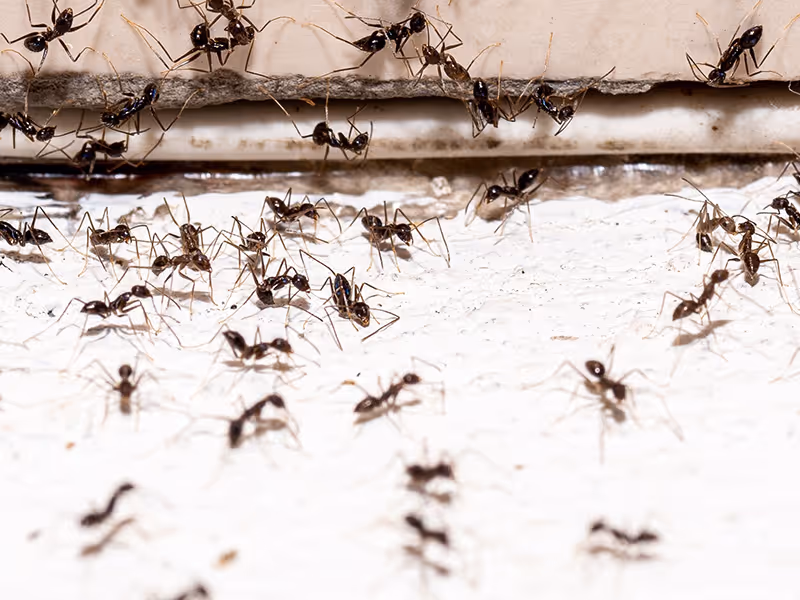 ants in flour