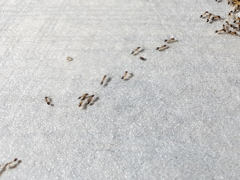 ants on the counter