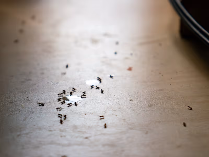 ants drinking water on the floor