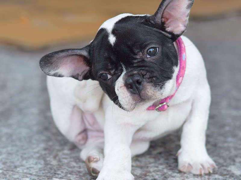 french bulldog scratching fleas in san diego home