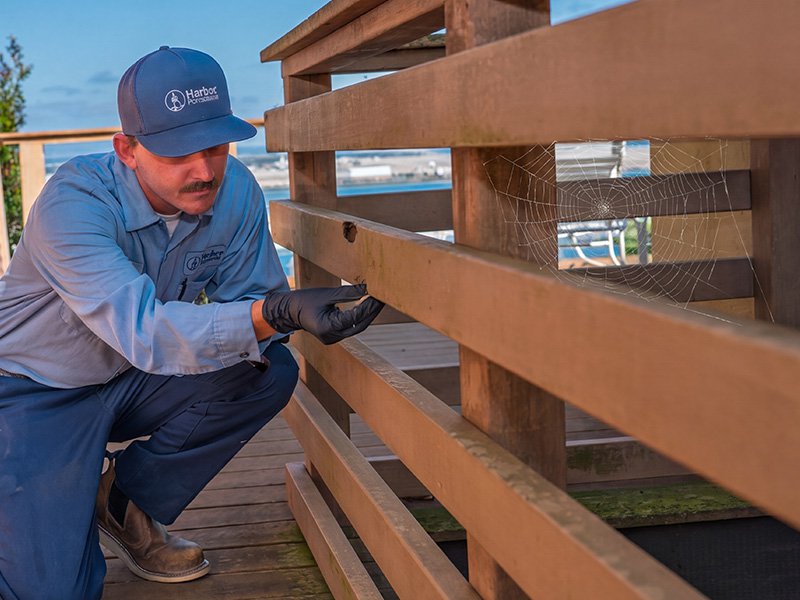 pest technician inspecting deck with spider web nearby