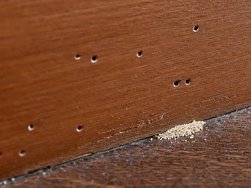 drywood termite damage