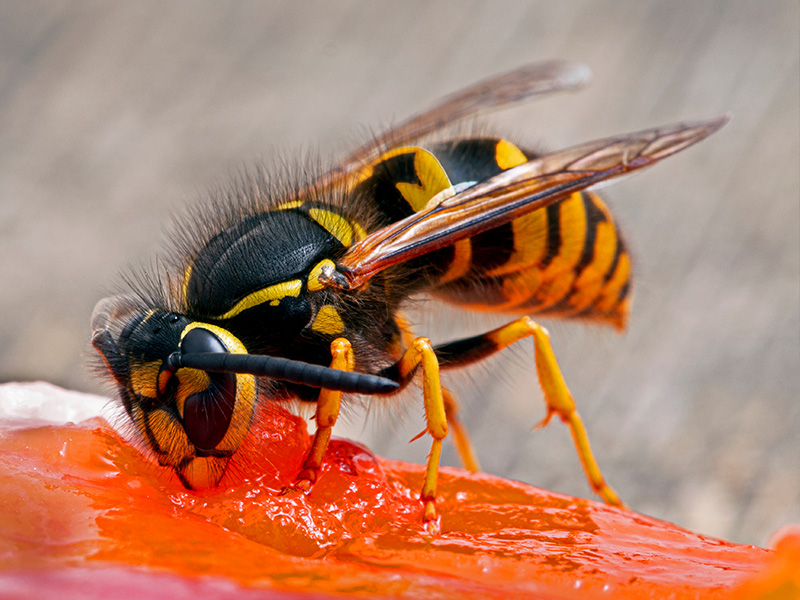 yellow jacket eating fruit