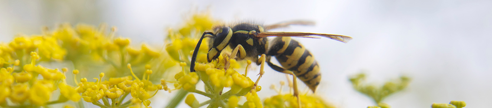 yellow jacket on yellow flowers