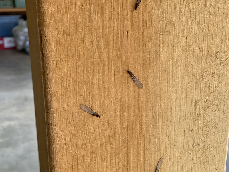 Termite swarmers on exposed wood inside a San Diego garage