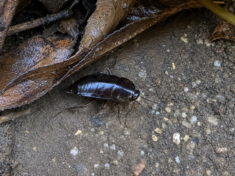 oriental cockroach under leaves