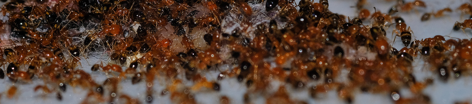 group of argentine ants