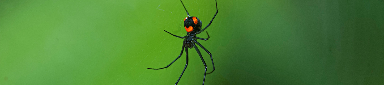 black widow spider on san diegi law