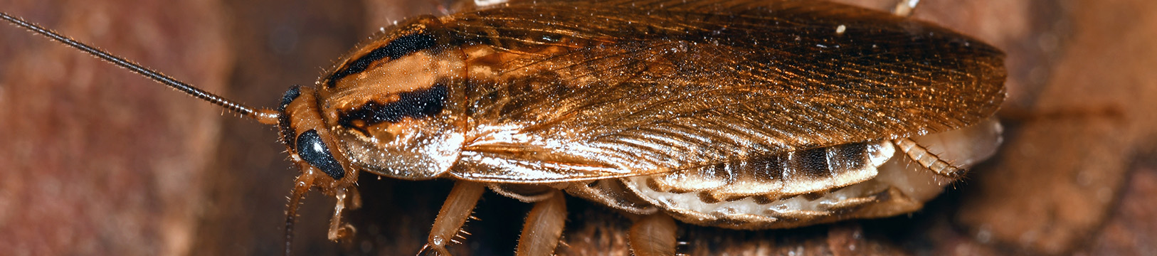 german cockroach 