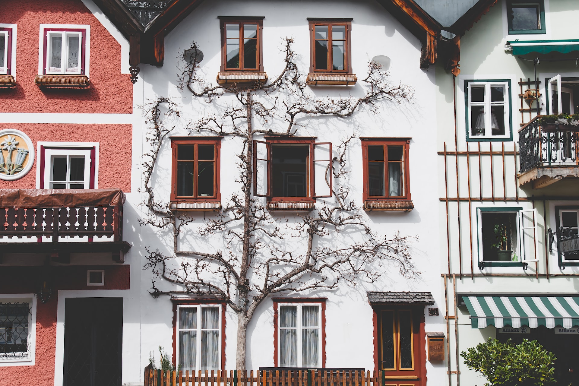 Altes Haus mit toter Efeuranke an der Fassade