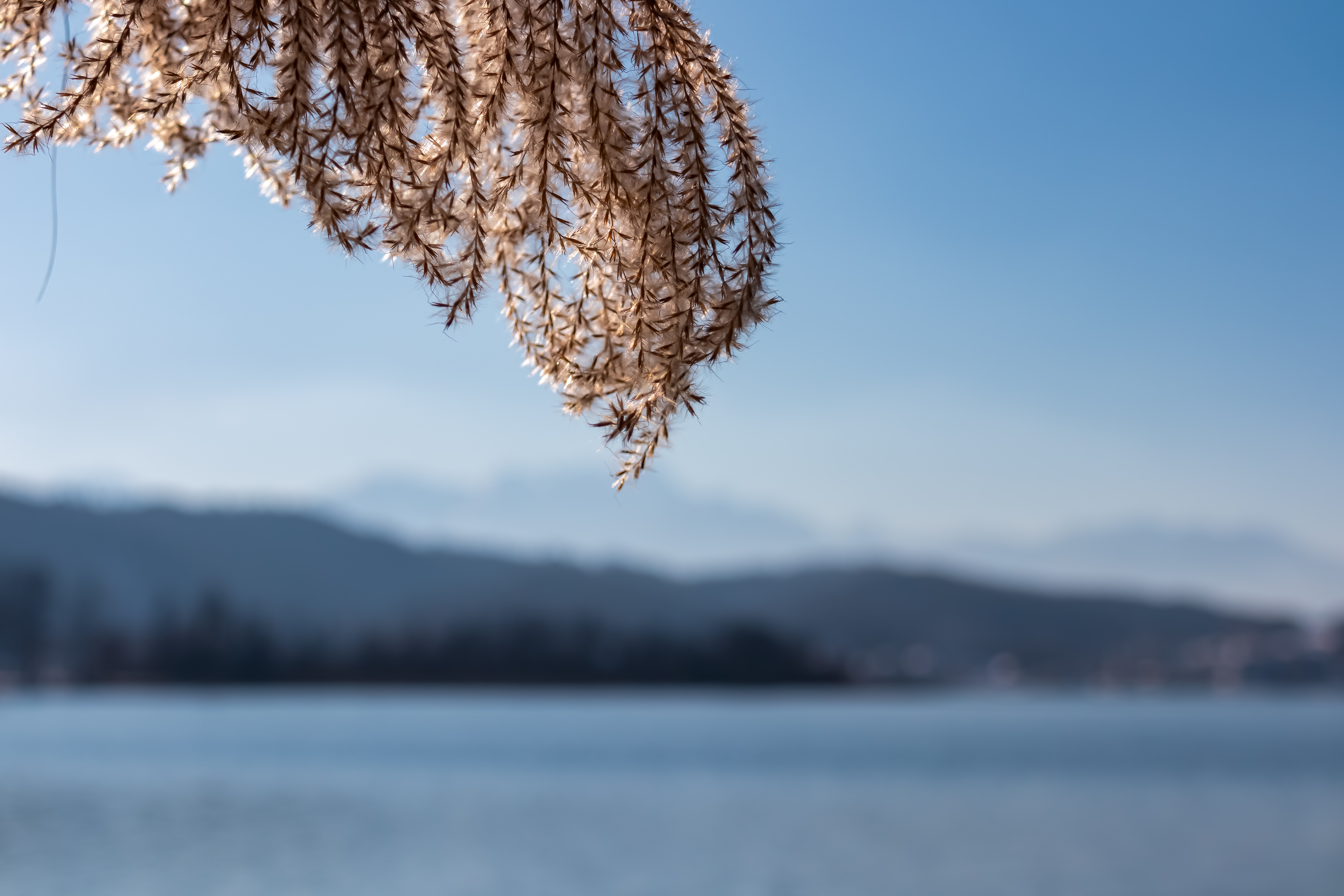 Close-up of feathery planp with Panoramic view of alpine Lake Wörth surrounded by majestic mountains of Karawanks in Carinthia, Austria, Europe. Vantage point in lakeside town of Pörtschach in winter