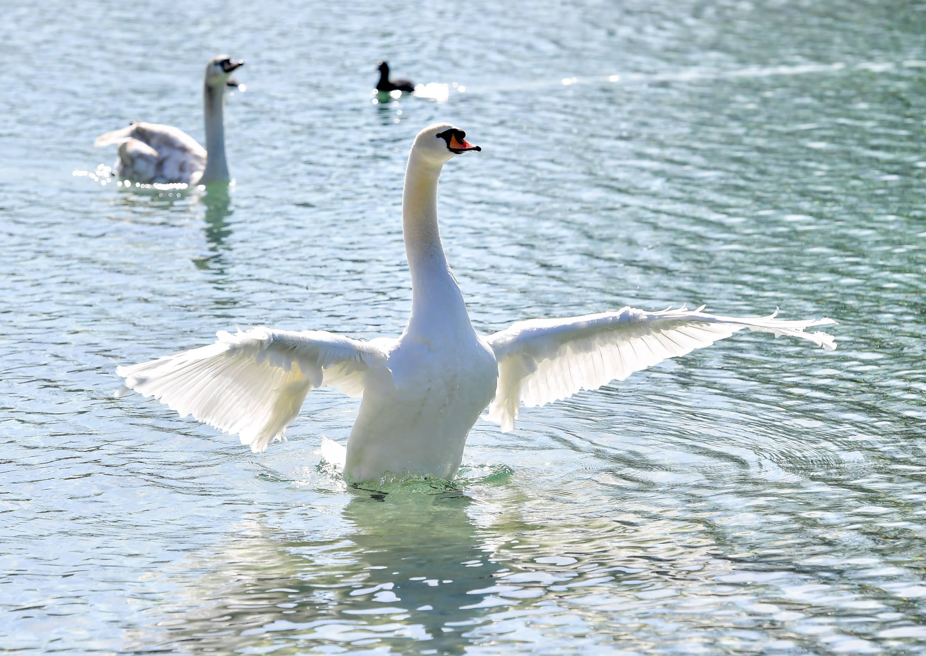 AUT, Schwan, Schwäne, Ente, Enten, Wasservogel, Wasservögel, Attersee, See, Wasser