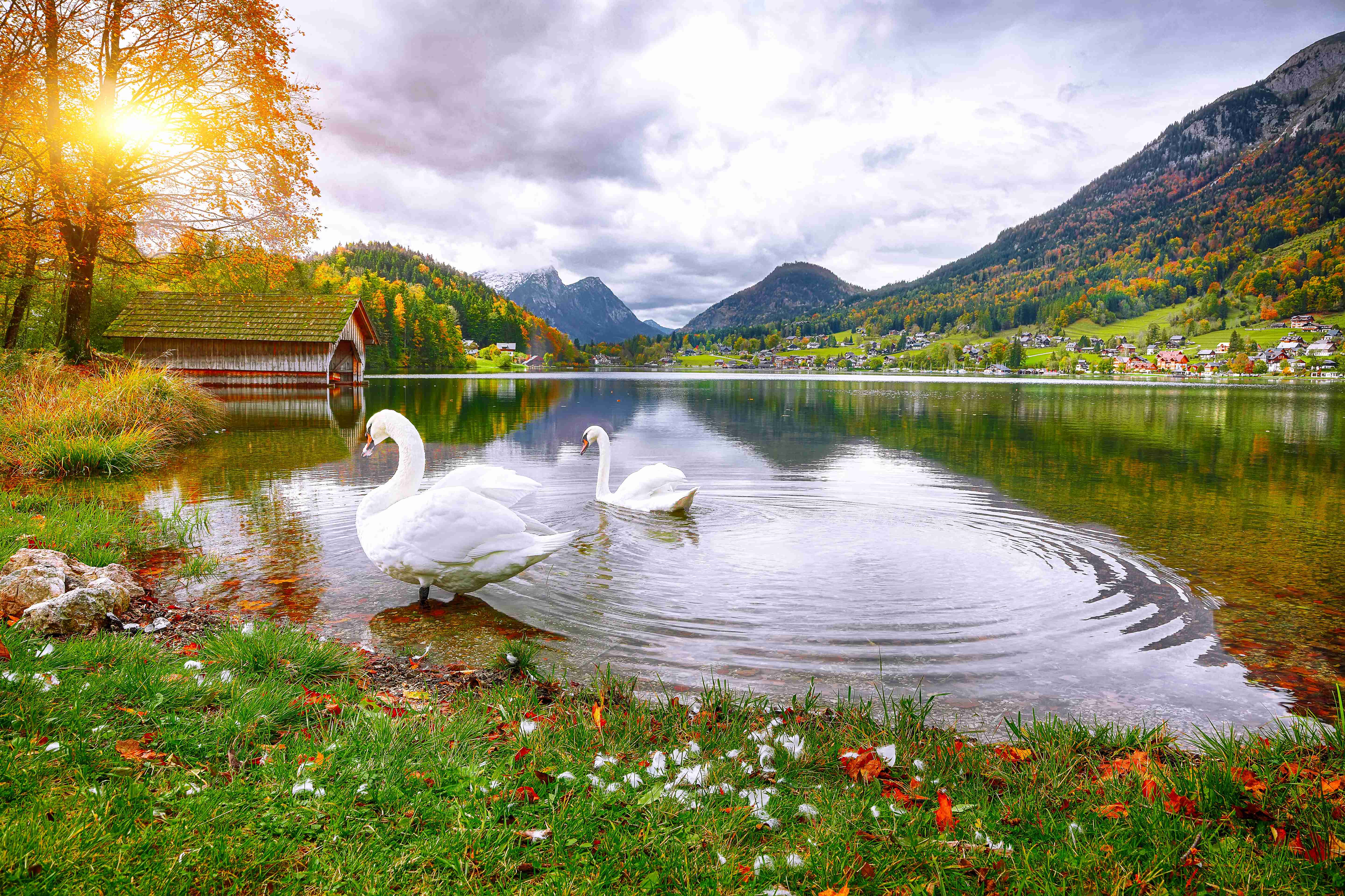 Two white swans in crystal clear water Grundlsee Lake.