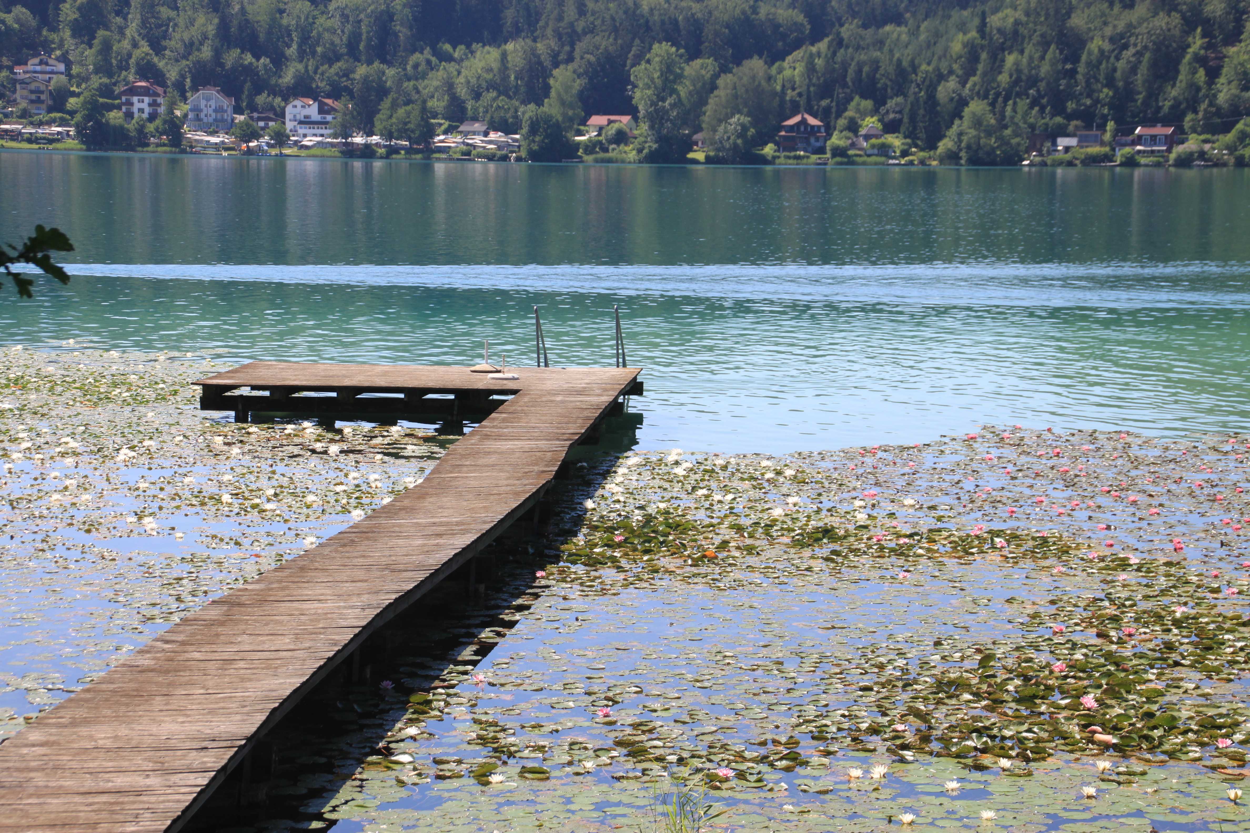 Klopeinersee Steg mit Seerosen
