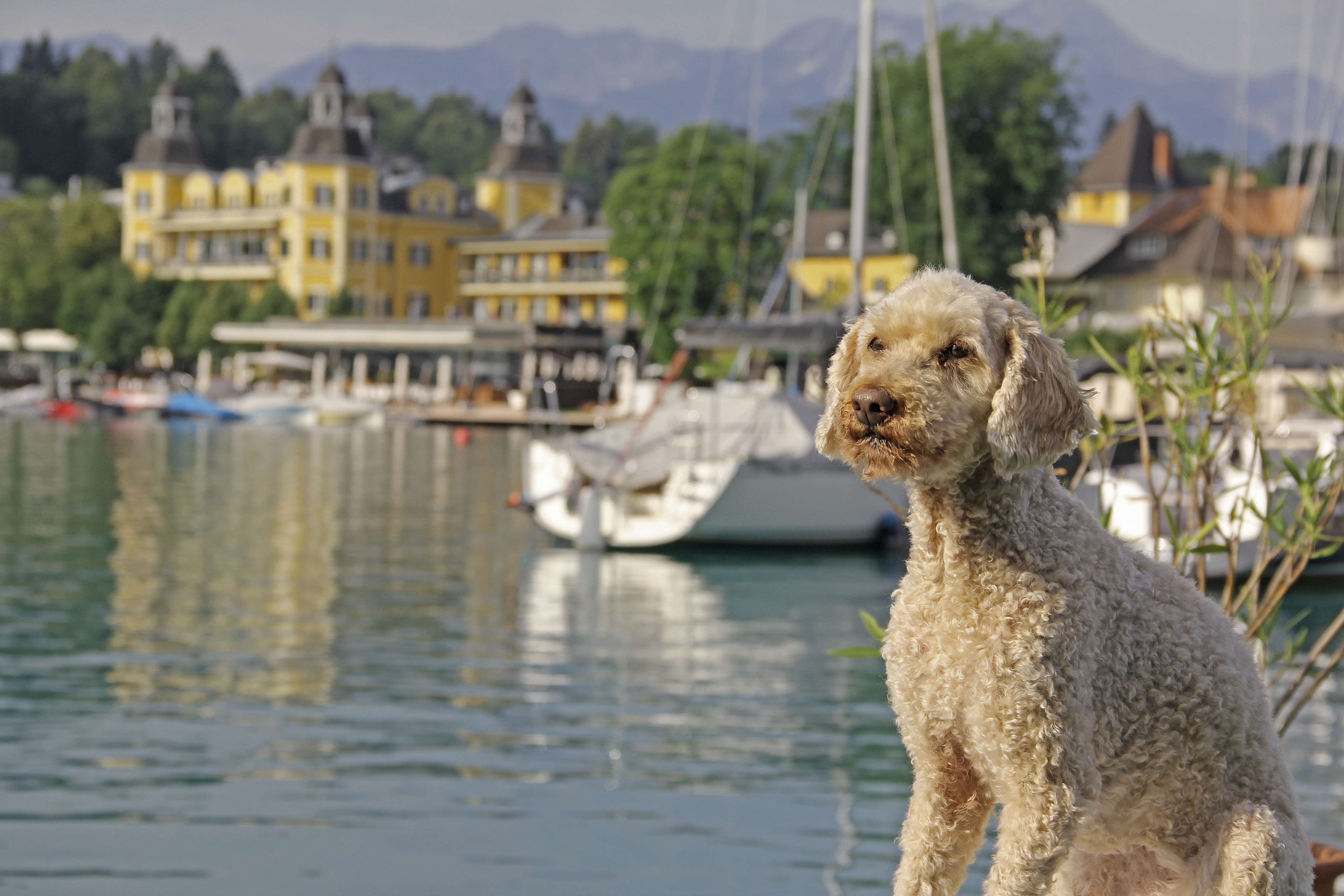 Pudel am Wörthersee