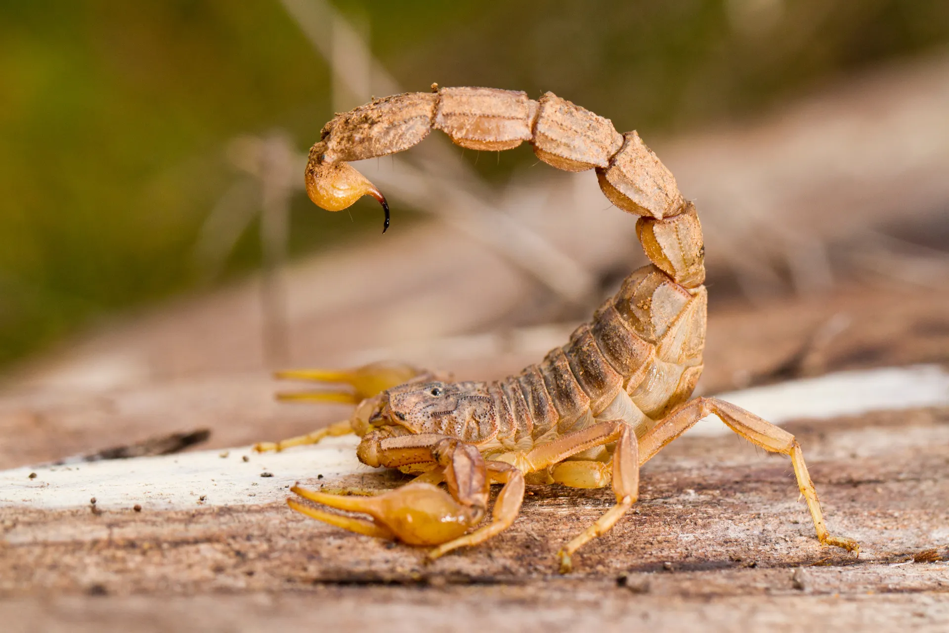 Scorpion outside