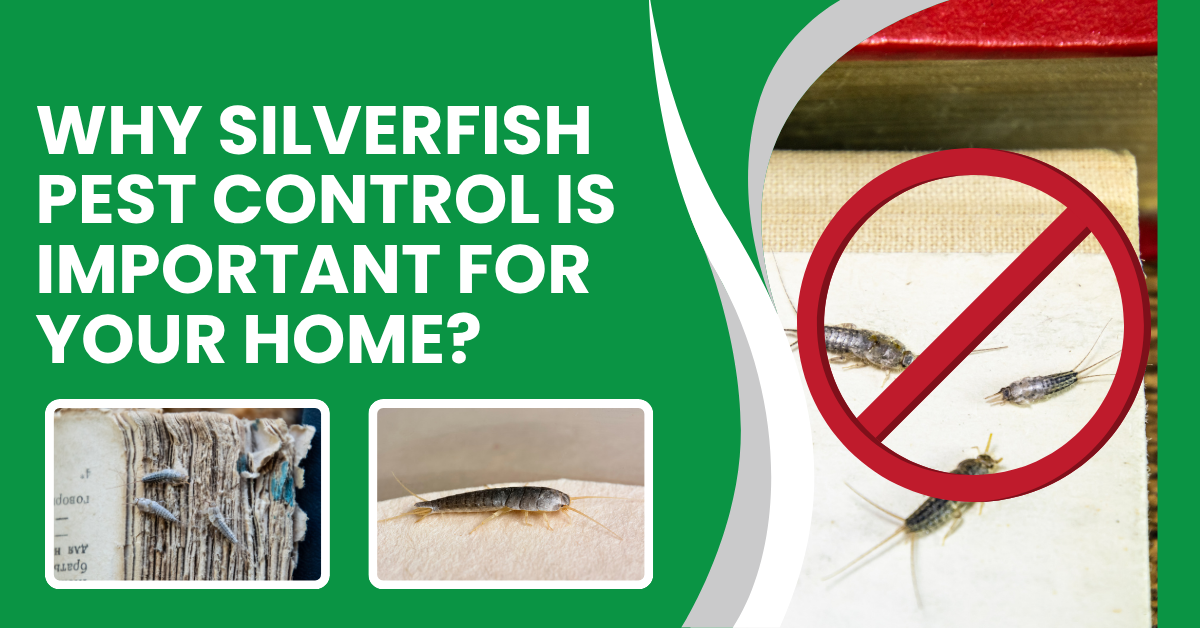 Why Silverfish Pest Control Is Important For Your Home?